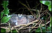24th May 2017 - wood pigeon chick