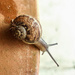 Snail with passenger by m2016
