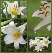 24th May 2017 - Lilies in the Rain