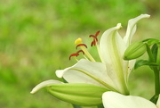 24th May 2017 - Lily Side 