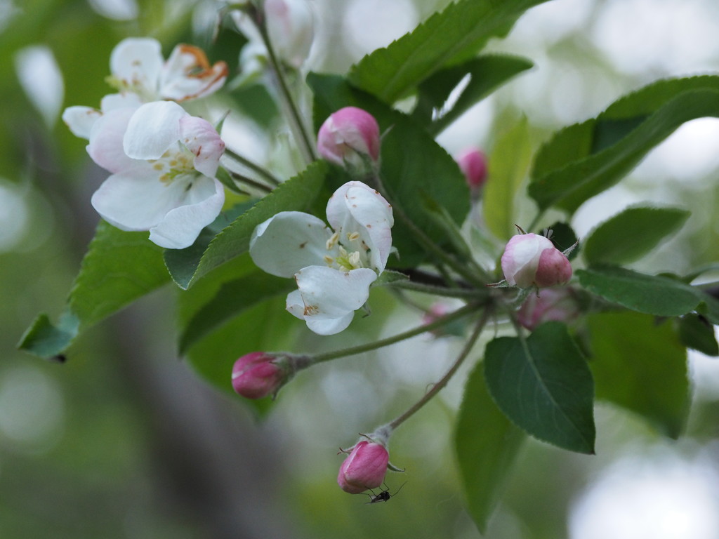 Apple Blossoms by selkie
