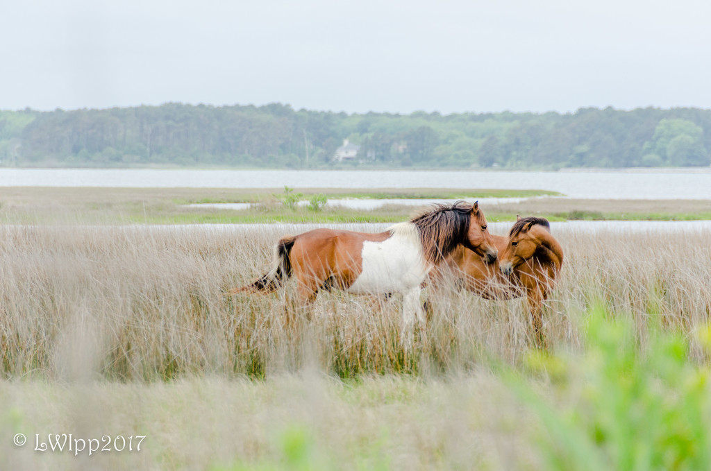 Love Is In The Air  by lesip