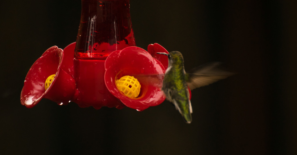 My First Hummingbird This Season! by rickster549