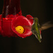 My First Hummingbird This Season! by rickster549
