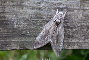 24th May 2017 - Five spotted hawk moth