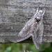 Five spotted hawk moth by lindasees
