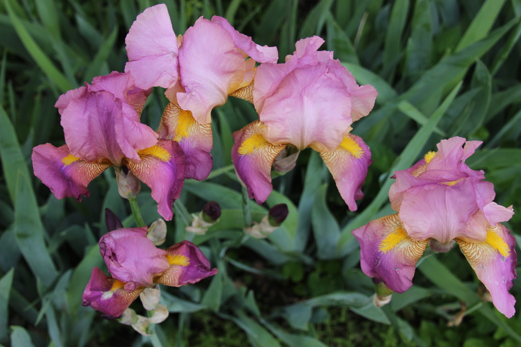 Irises by bjchipman