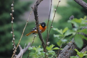 23rd May 2017 - Baltimore Oriole