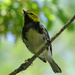 Black-throated Green Warbler by annepann