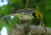 17th May 2017 - Black-throated Green Warbler