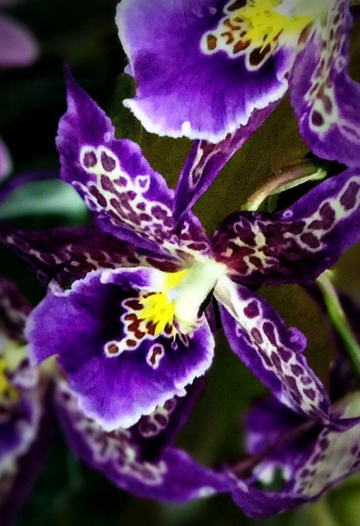 Orchid Oohlala by gardenfolk