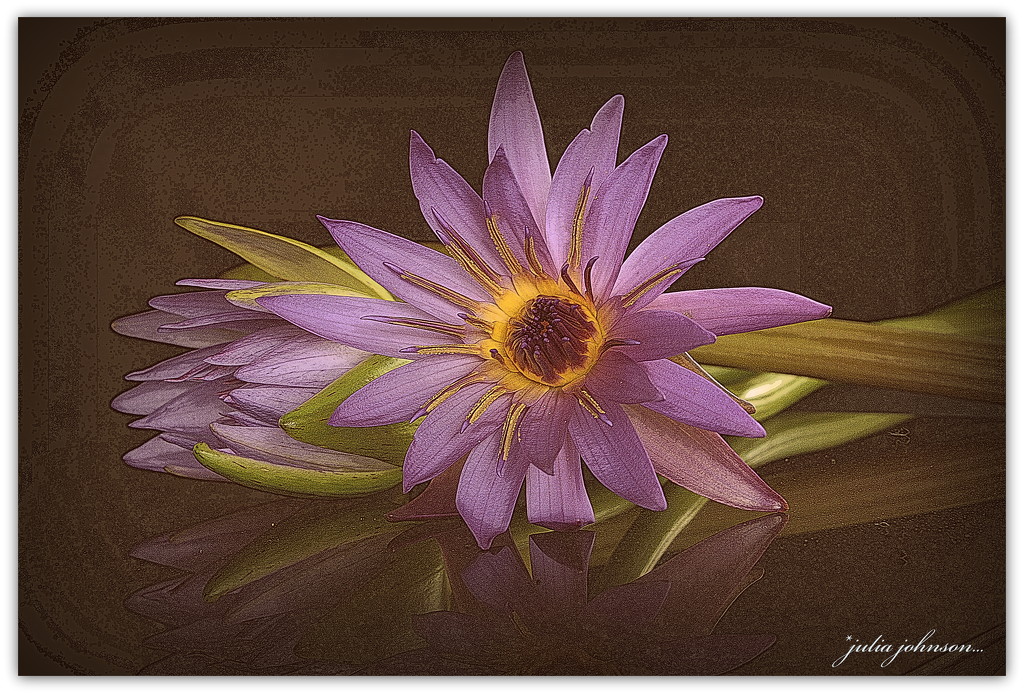 Water Lily's... by julzmaioro