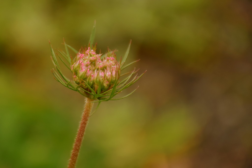 Queen Anne's Lace by nickspicsnz