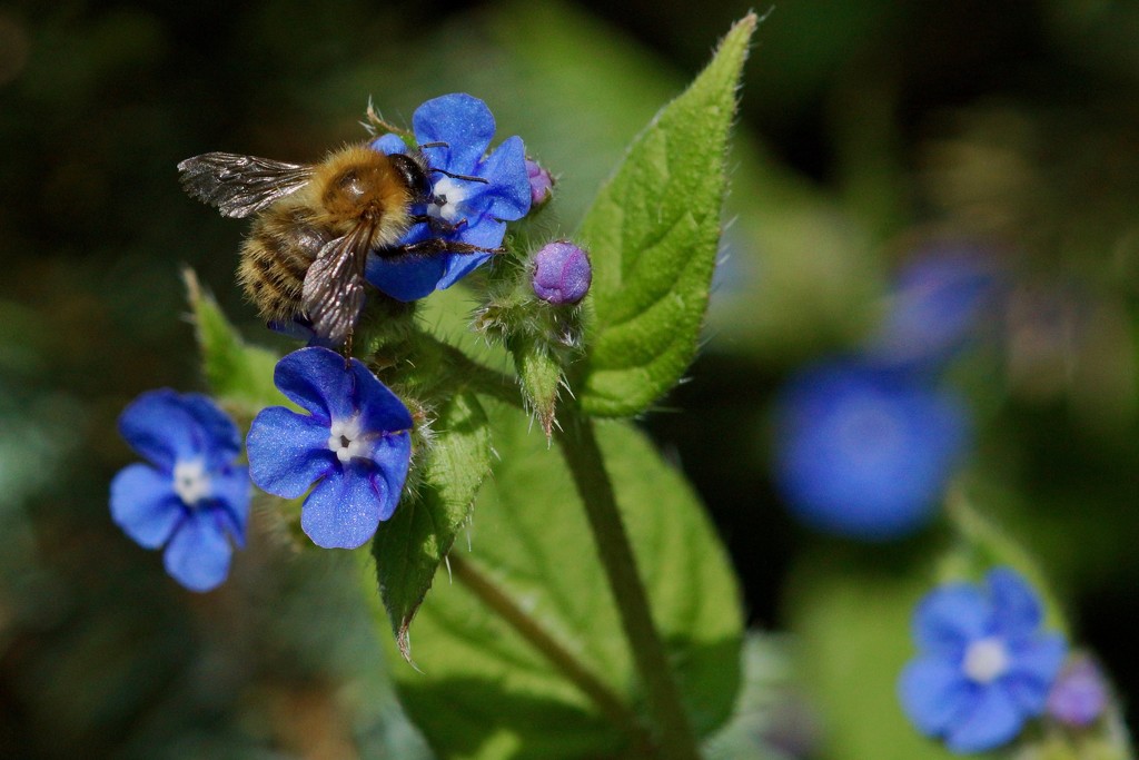 BEE AND BORAGE by markp
