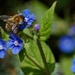 BEE AND BORAGE by markp