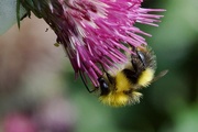 24th May 2017 - BUMBLE BEE ENJOYING A THISTLE