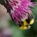 BUMBLE BEE ENJOYING A THISTLE by markp