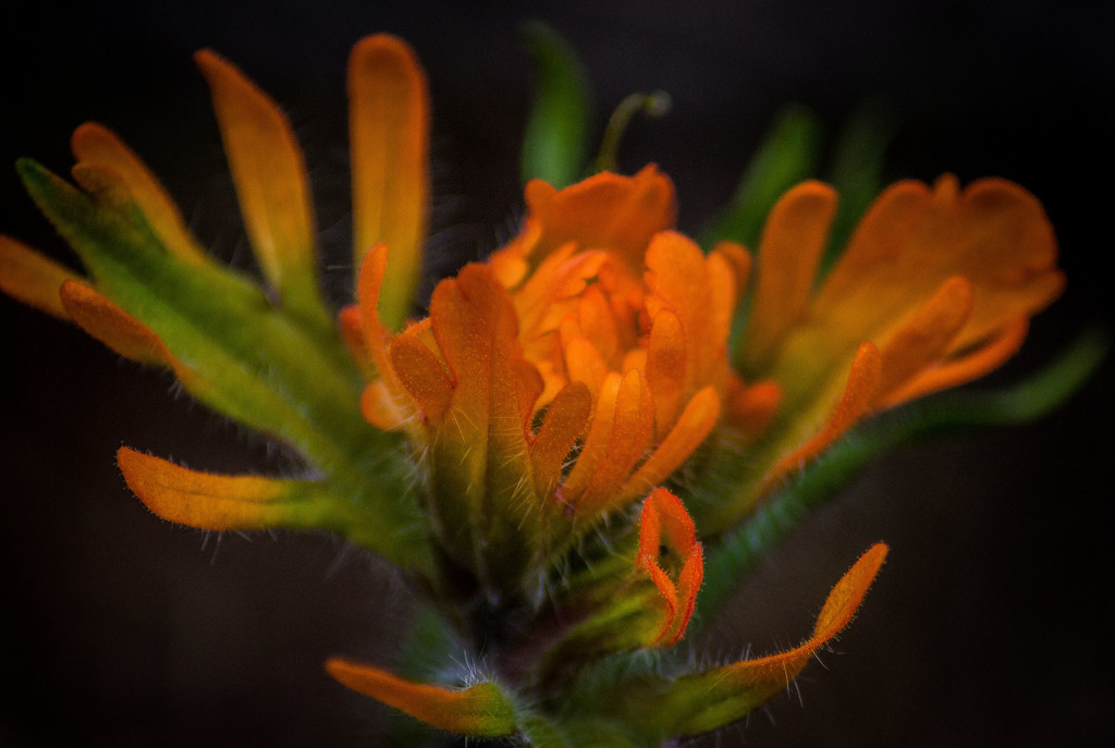 Indian Paintbrush by 365karly1
