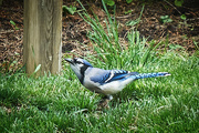 25th May 2017 - Grazing Bluejay