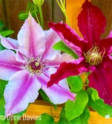 25th May 2017 - Clematis 