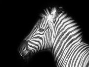 25th May 2017 - B and W Zebra Close Up 