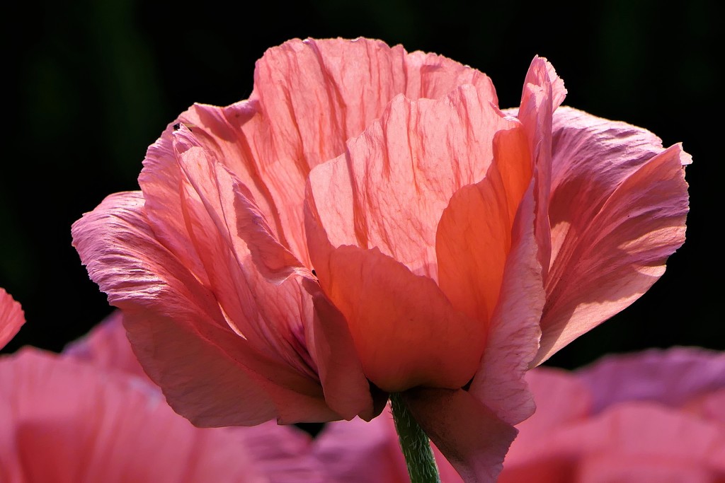 Pink Poppy by carole_sandford