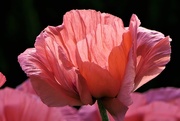 25th May 2017 - Pink Poppy