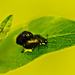 Bugs on leaf by elisasaeter
