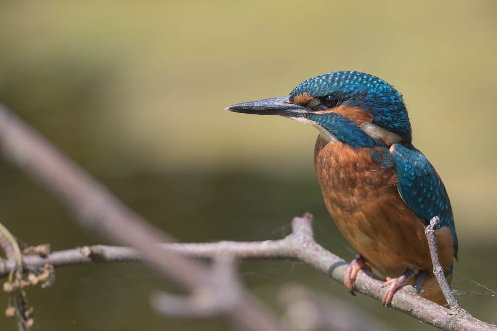 Young Male KIngfisher by padlock