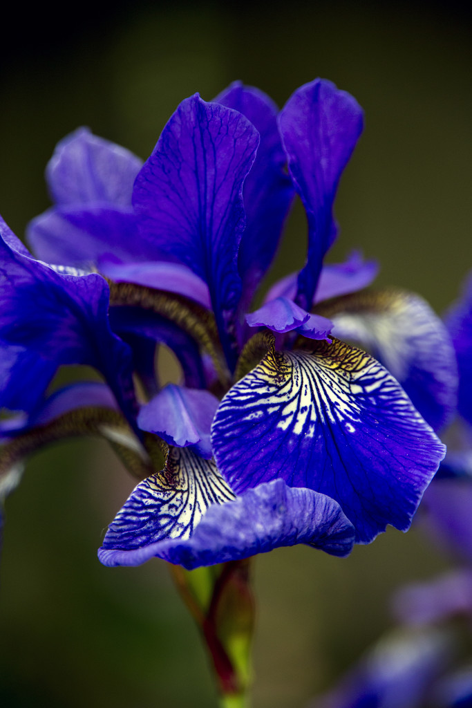 Blue Iris by megpicatilly