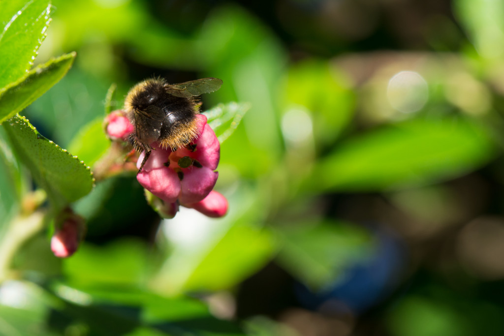 Bee in the moment by rumpelstiltskin