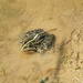 Sun bathing toad! by bigmxx
