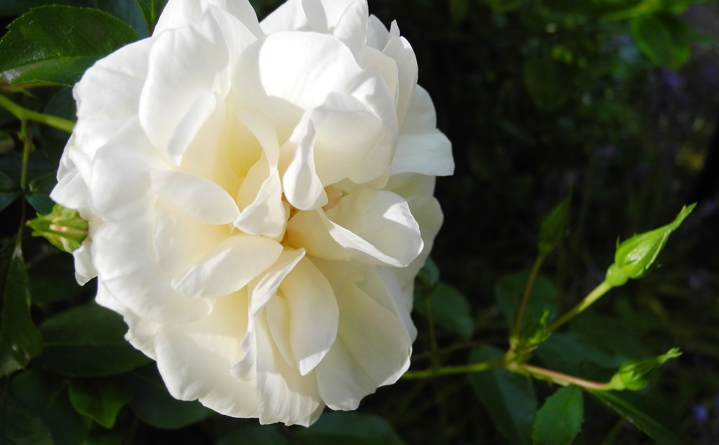 DSCN0655 white rose by marijbar