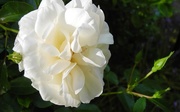 25th May 2017 - DSCN0655 white rose