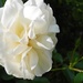 DSCN0655 white rose by marijbar