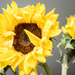 Sunflower by tracys