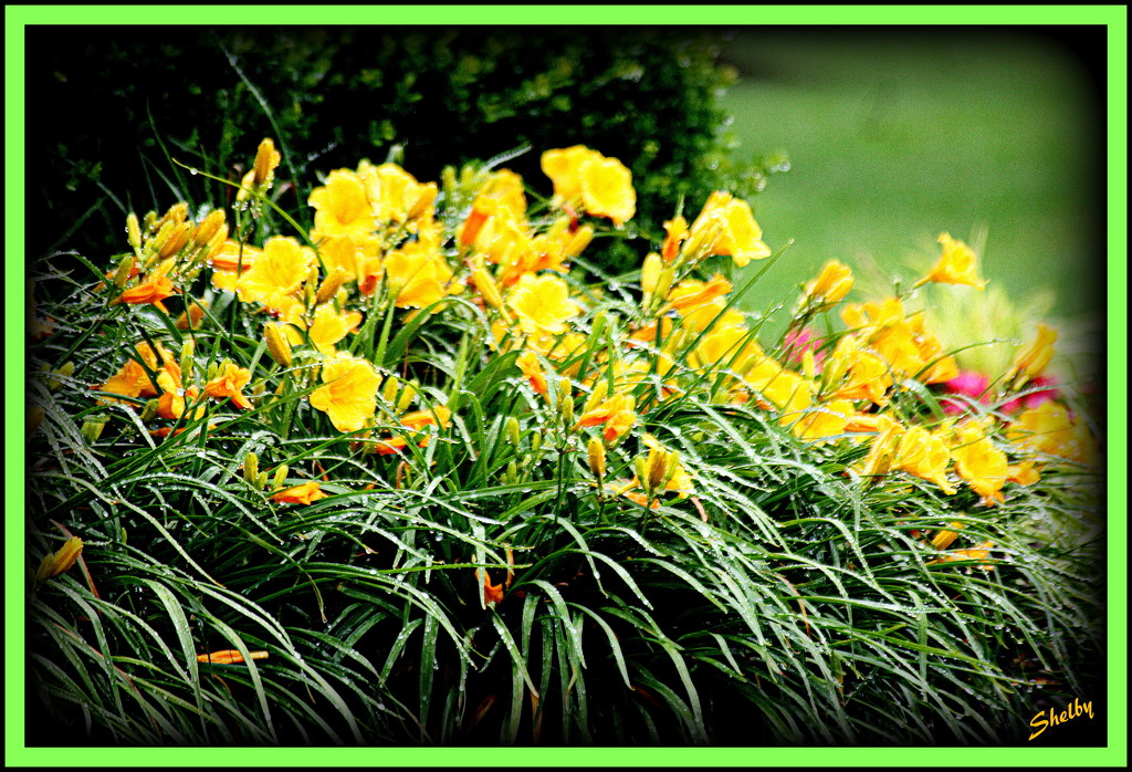 Border of Yellow Lilies by vernabeth