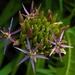 Allium by flowerfairyann