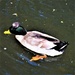 Crested  Rouen Duck ~ by happysnaps