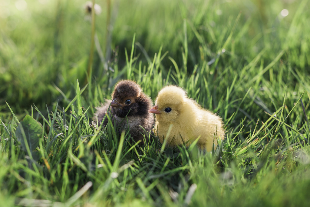 Baby Chicks by lily