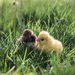 Baby Chicks by lily