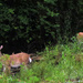 I'm Like a Kid When I Come Across Deer by milaniet