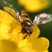 Wasp  by cocobella