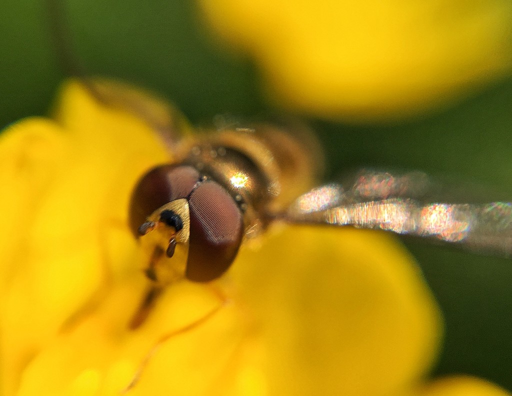 Big eyes wasp! by cocobella