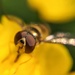 Big eyes wasp! by cocobella