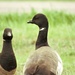 North, South Brant Geese by radiogirl