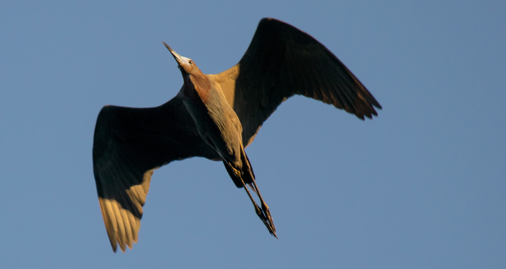 Lilttle Blue Heron in Flight! by rickster549