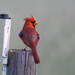 Male Cardinal's Fluffed Feathers by kareenking