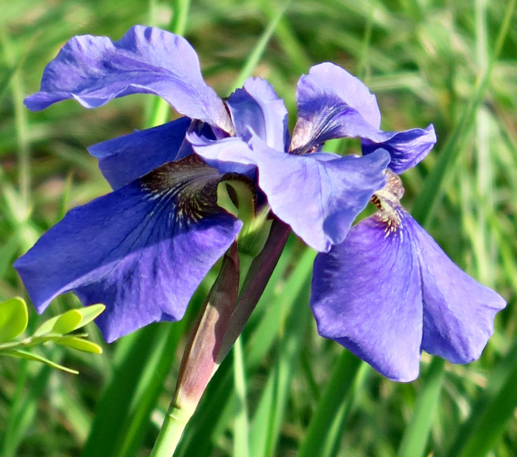 Iris . by wendyfrost
