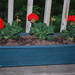window box geraniums by stillmoments33